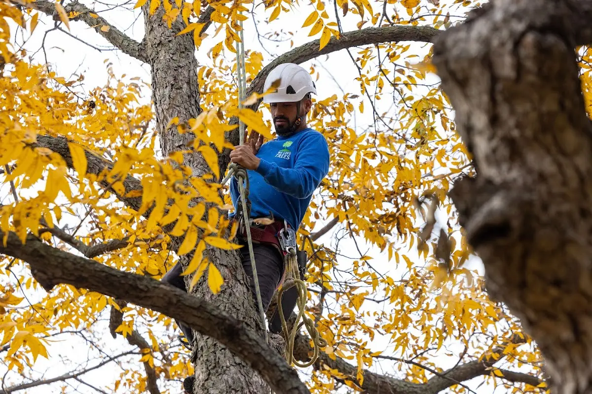 Skilled Storm Damage Cleanup crew working in Plankinton